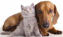 Chien et chat : que voient-ils exactement ?